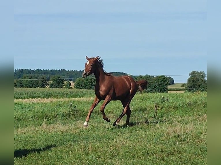 Kinsky Horse Gelding 1 year 16 hh Chestnut-Red in Bissingen