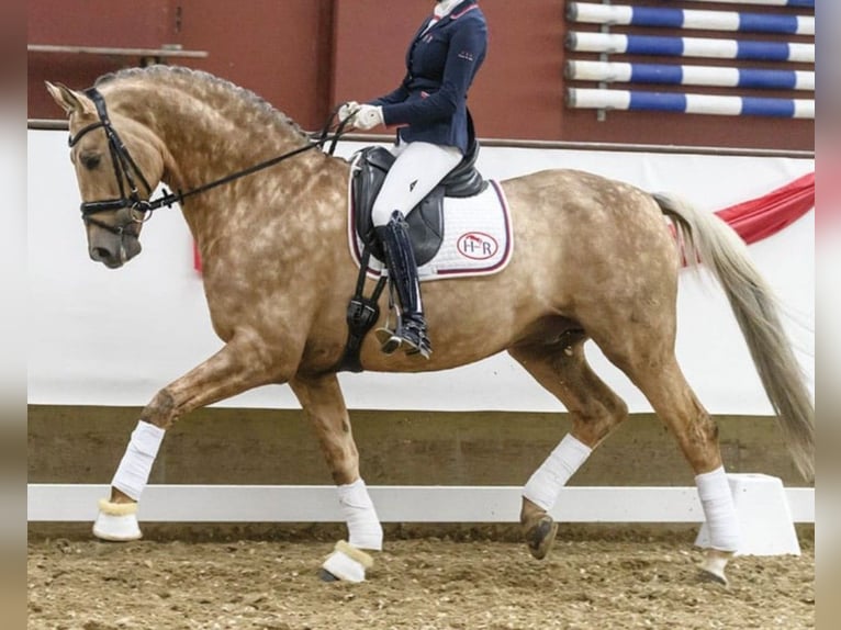 Kinsky Horse Gelding 1 year 16 hh Chestnut-Red in Bissingen