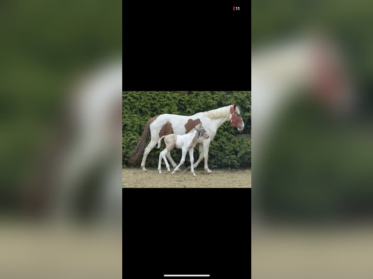 Kinsky Horse Mix Gelding 3 years 16,1 hh Pinto in Aldeboarn