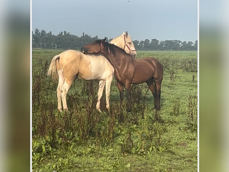 Kinsky Horse Mix Gelding 3 years 16,1 hh Pinto in Aldeboarn