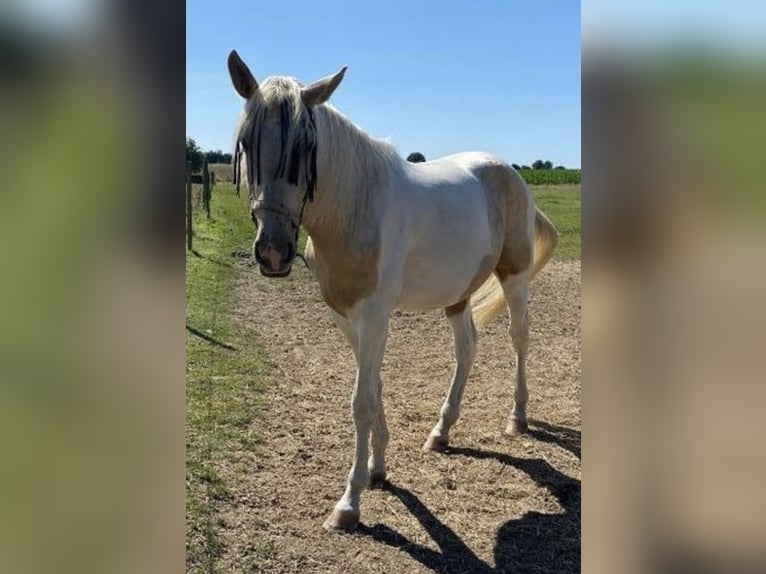 Kinsky Horse Mix Gelding 3 years 16,1 hh Pinto in Aldeboarn