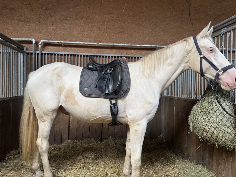 Kinsky Horse Gelding 3 years 17,2 hh Cremello in Bad Salzungen