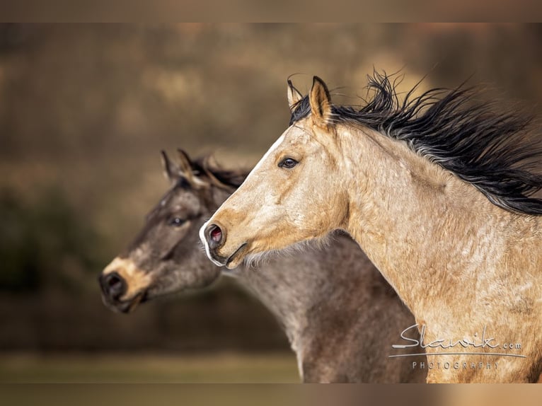 Kinsky Horse Gelding 4 years 16,1 hh in Buršice