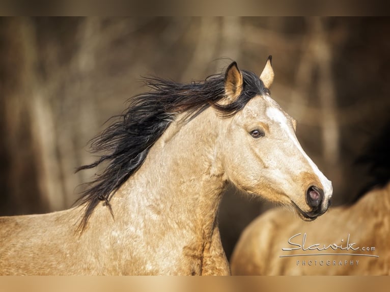 Kinsky Horse Gelding 4 years 16,1 hh in Buršice