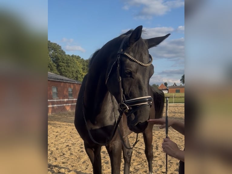 Kinsky Horse Gelding 4 years 16.2 hh  in Rosendahl