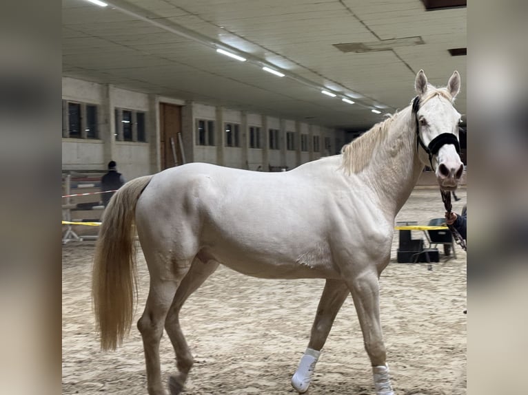 Kinsky Horse Gelding 4 years 17,2 hh Cremello in Bad Salzungen