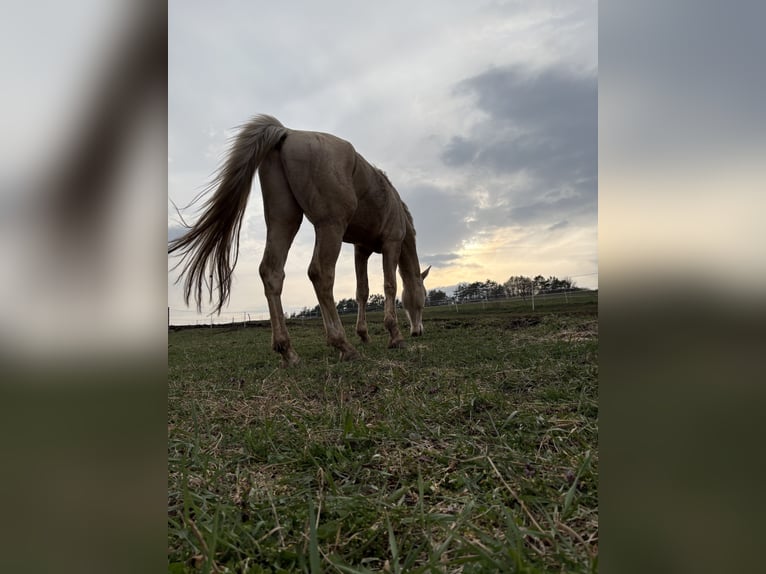 Kinsky Horse Gelding 5 years 17 hh Champagne in Prešov