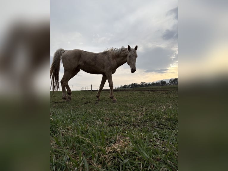 Kinsky Horse Gelding 5 years 17 hh Champagne in Prešov