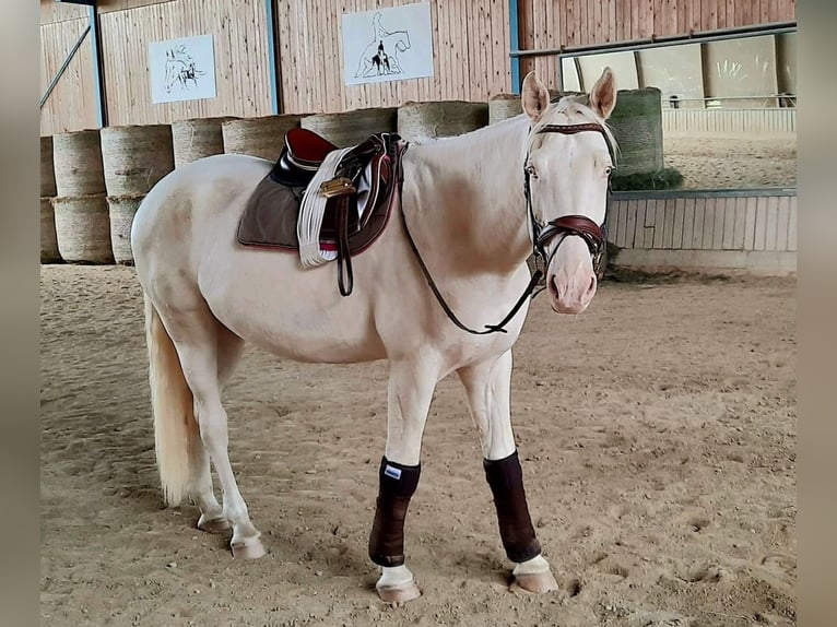 Kinsky Horse Gelding 8 years 17,1 hh Perlino in Kirchberg am Wagram
