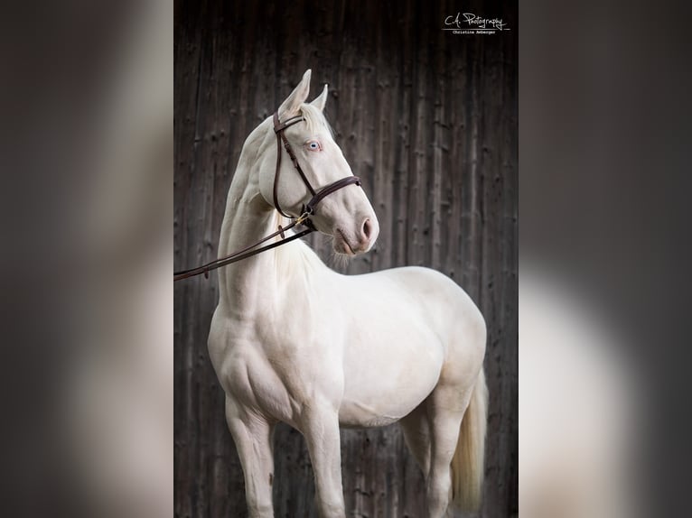 Kinsky Horse Gelding 8 years 17,1 hh Perlino in Kirchberg am Wagram