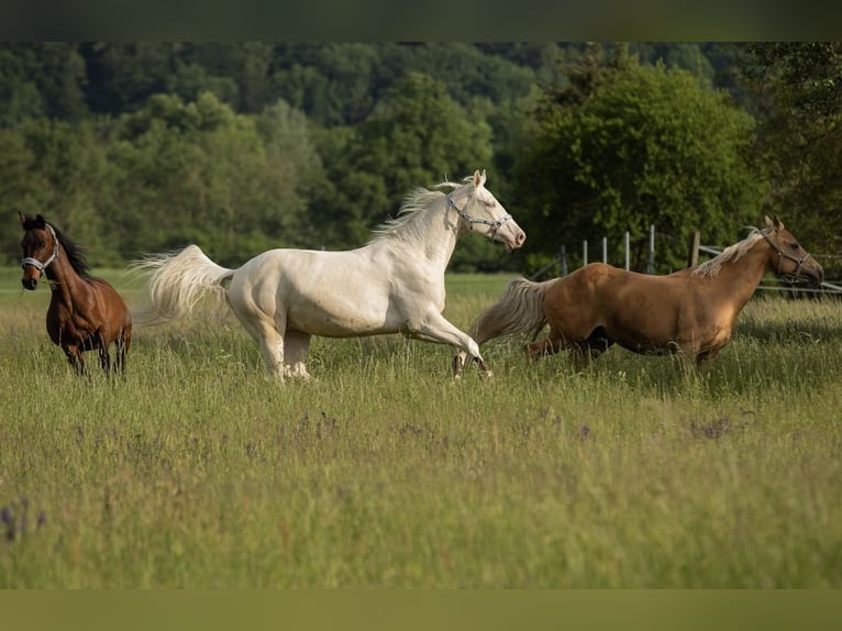 Kinsky Horse Gelding 9 years 17.1 hh Perlino in Kirchberg am Wagram
