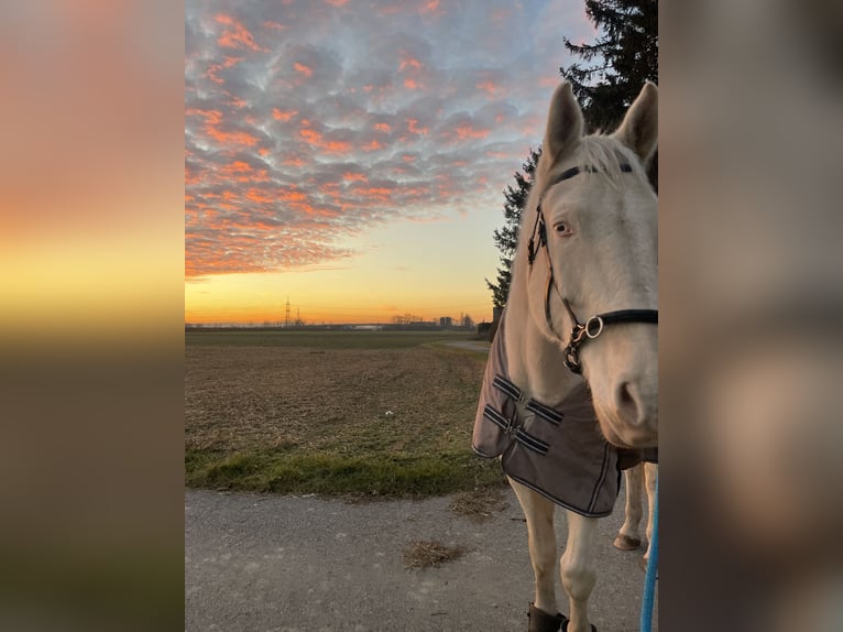 Kinsky Horse Gelding 9 years 17,1 hh Perlino in Kirchberg am Wagram