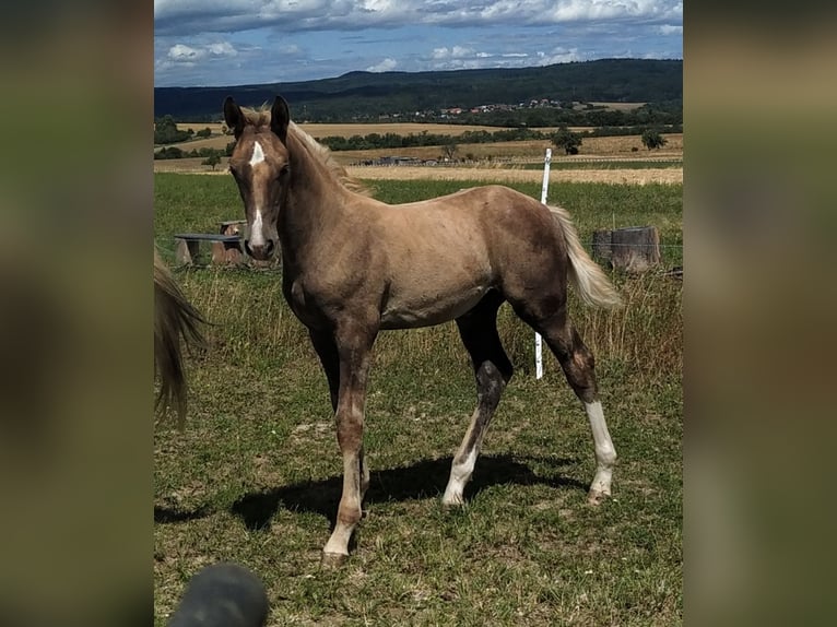 Kinsky Horse Mare 11 years 16 hh Cremello in Žebrák