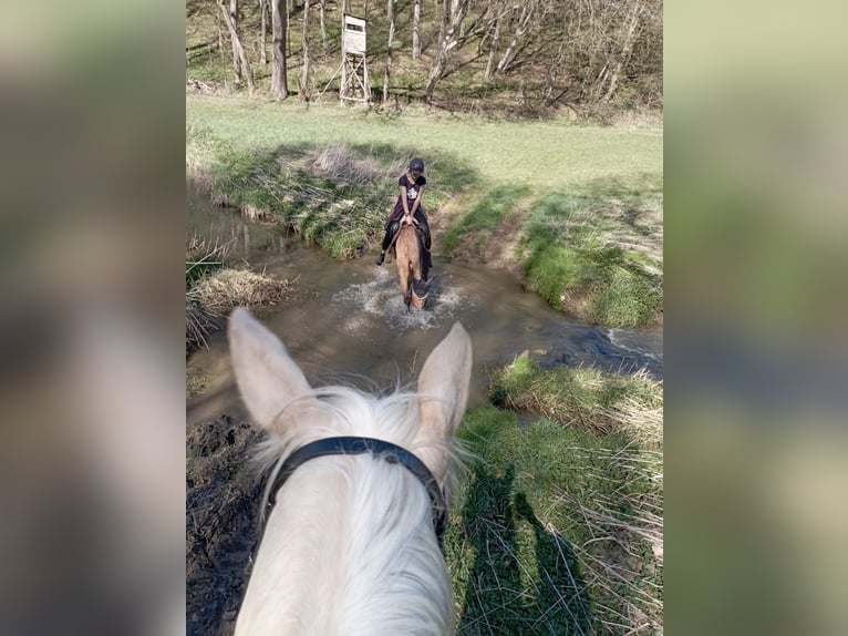 Kinsky Horse Mare 13 years 16 hh Buckskin in Bissingen