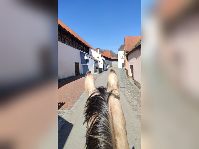 Kinsky Horse Mare 13 years 16 hh Buckskin in Bissingen
