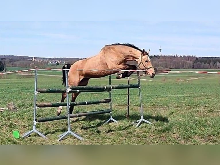 Kinsky Horse Mare 13 years 16 hh Buckskin in Bissingen