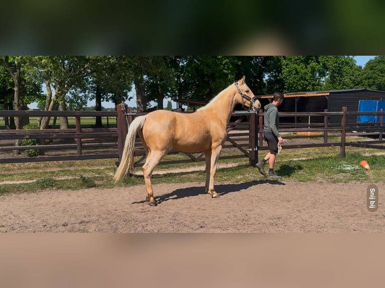 Kinsky Horse Mix Mare 2 years 16 hh Palomino in Ossendrecht
