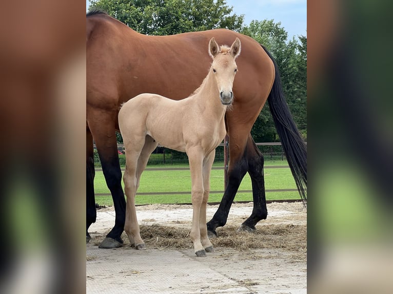 Kinsky Horse Mix Mare 2 years 16 hh Palomino in Ossendrecht