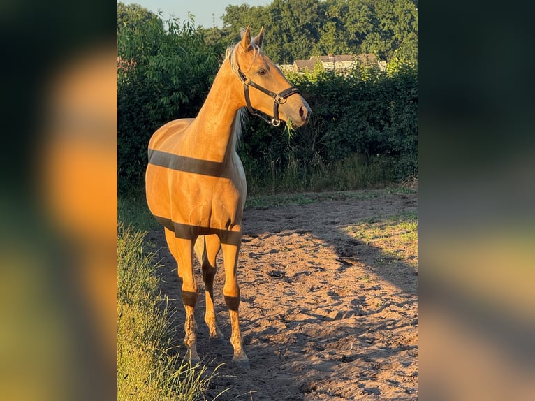 Kinsky Horse Mix Mare 2 years 16 hh Palomino in Ossendrecht