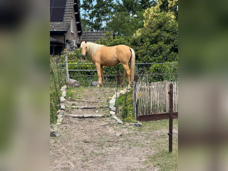 Kinsky Horse Mix Mare 2 years 16 hh Palomino in Ossendrecht