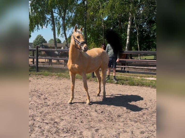 Kinsky Horse Mix Mare 2 years 16 hh Palomino in Ossendrecht