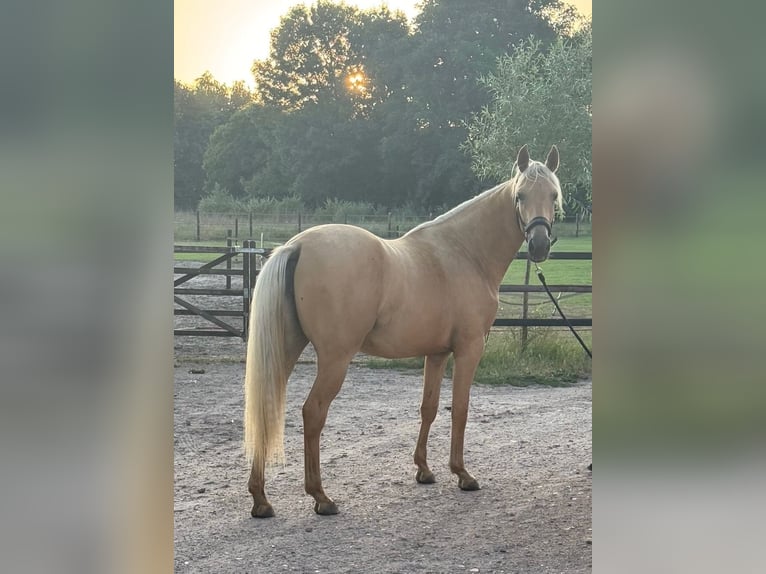 Kinsky Horse Mix Mare 2 years 16 hh Palomino in Ossendrecht