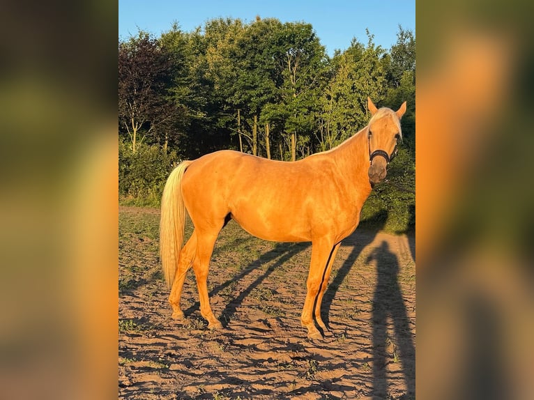 Kinsky Horse Mix Mare 2 years 16 hh Palomino in Ossendrecht