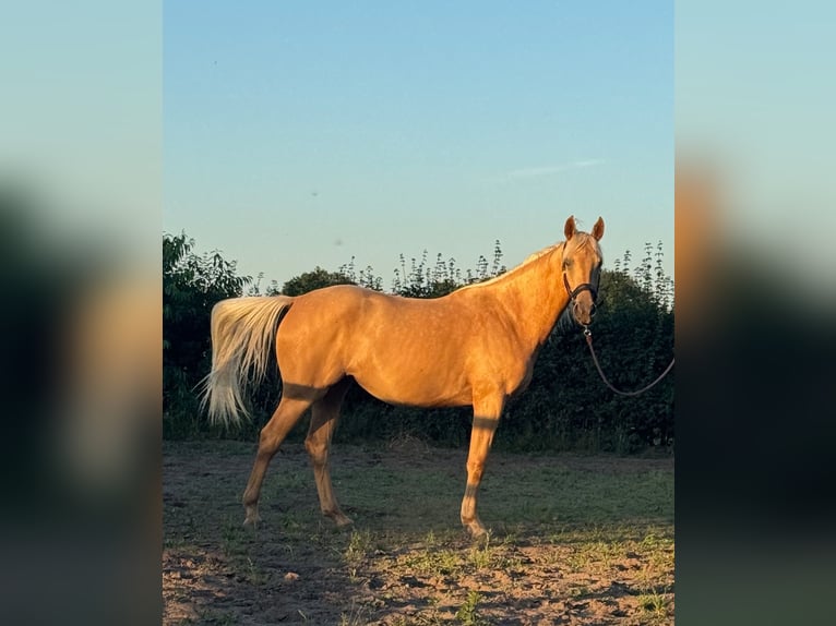 Kinsky Horse Mix Mare 2 years 16 hh Palomino in Ossendrecht
