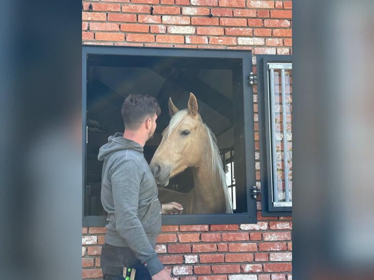 Kinsky Horse Mix Mare 2 years 16 hh Palomino in Ossendrecht