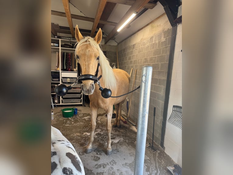 Kinsky Horse Mix Mare 2 years 16 hh Palomino in Ossendrecht