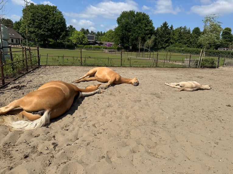 Kinsky Horse Mix Mare 2 years 16 hh Palomino in Ossendrecht
