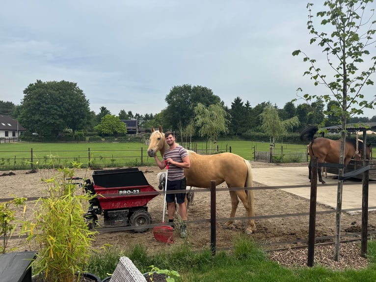 Kinsky Horse Mix Mare 2 years 16 hh Palomino in Ossendrecht