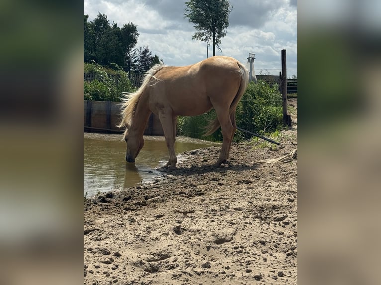 Kinsky Horse Mix Mare 2 years 16 hh Palomino in Ossendrecht