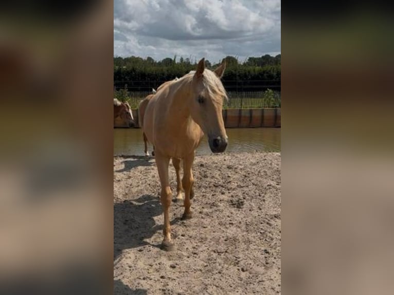 Kinsky Horse Mix Mare 2 years 16 hh Palomino in Ossendrecht