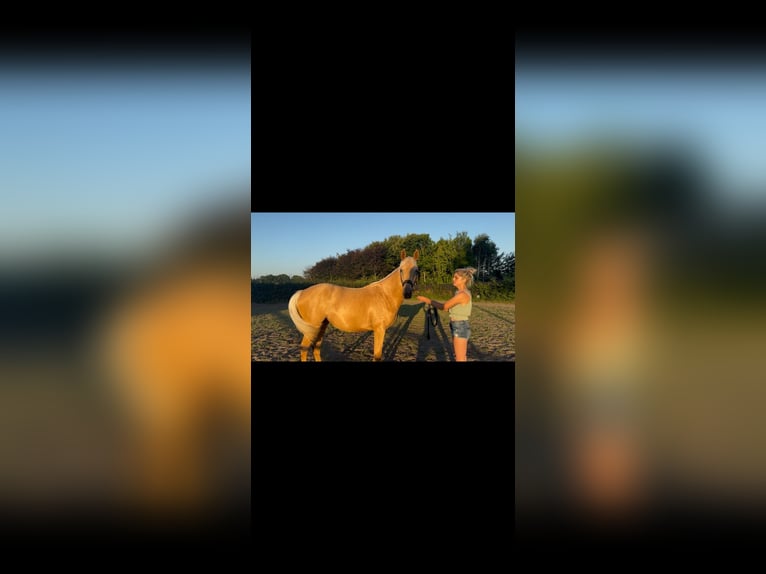 Kinsky Horse Mix Mare 2 years 16 hh Palomino in Ossendrecht