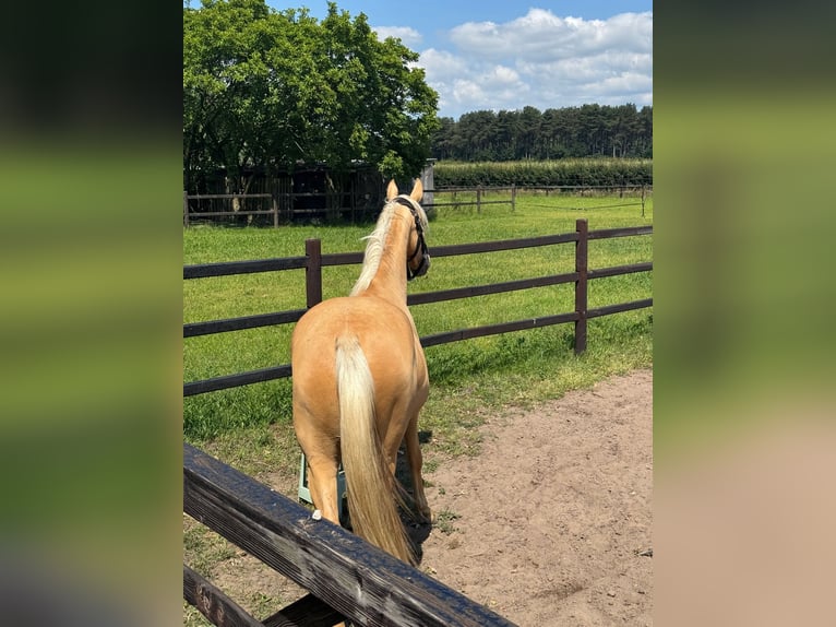 Kinsky Horse Mix Mare 2 years 16 hh Palomino in Ossendrecht