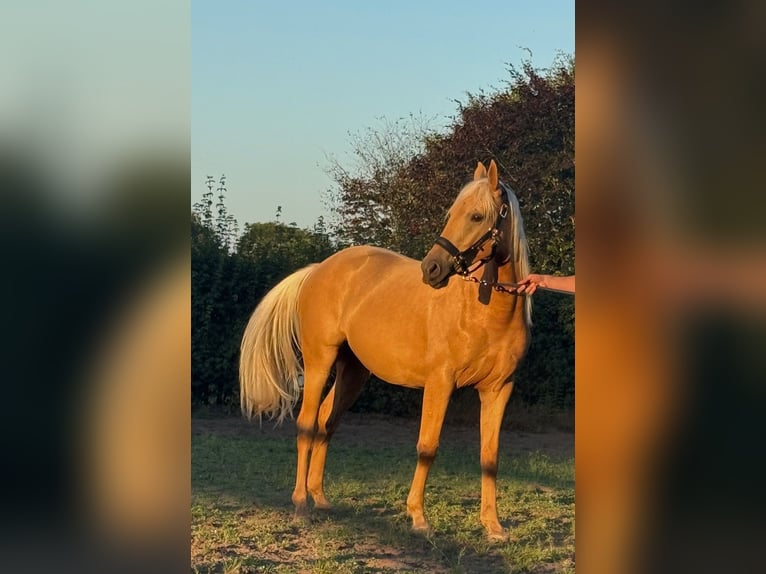 Kinsky Horse Mix Mare 2 years 16 hh Palomino in Ossendrecht