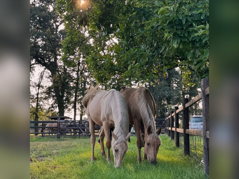 Kinsky Horse Mix Mare 2 years 16 hh Palomino in Ossendrecht