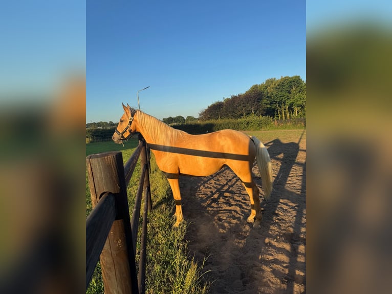 Kinsky Horse Mix Mare 2 years 16 hh Palomino in Ossendrecht