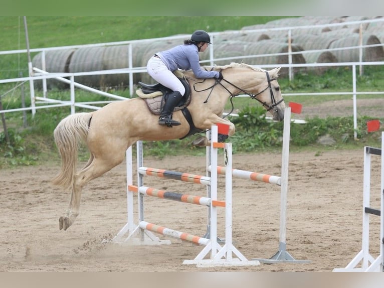 Kinsky Horse Mare 5 years 16 hh Cremello in Olovnice