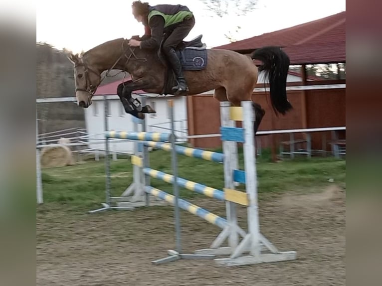 Kinsky Horse Mare 6 years 16 hh Cremello in Sedlčany