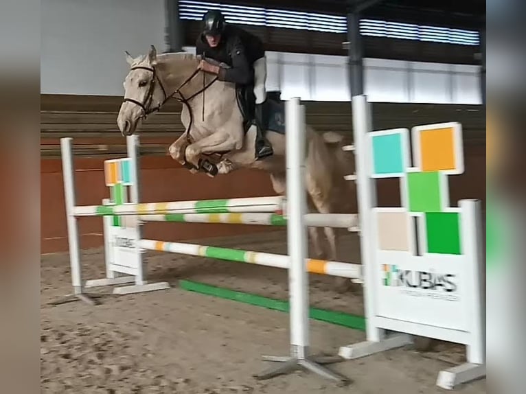 Kinsky Horse Mare 6 years 16 hh Cremello in Sedlčany