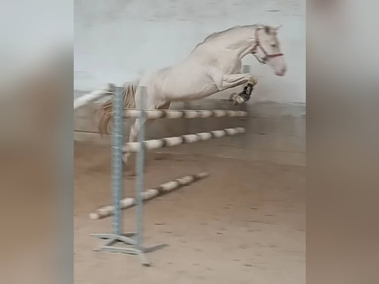 Kinsky Horse Mare 6 years 16 hh Cremello in Sedlčany