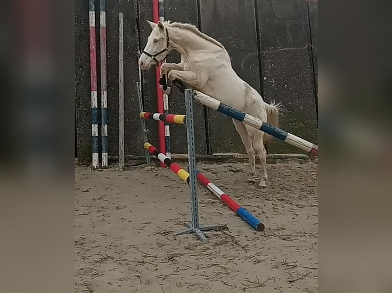 Kinsky Horse Mare 6 years 16 hh Cremello in Sedlčany