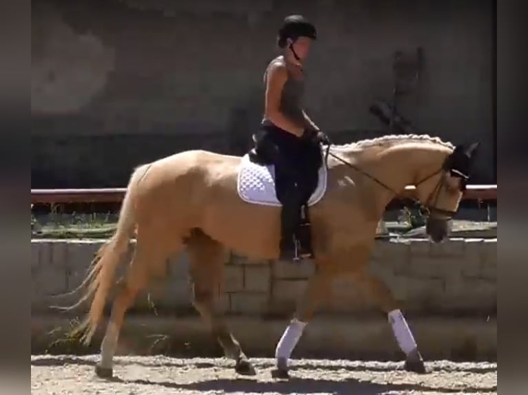 Kinsky Horse Mare 6 years 16,1 hh Palomino in Sedl&#x10D;any