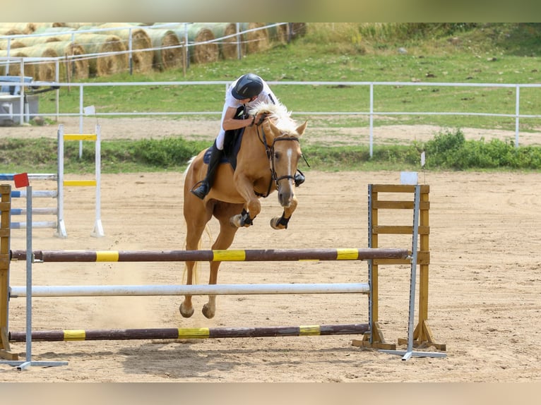 Kinsky Horse Mare 6 years 16,1 hh Palomino in Sedl&#x10D;any