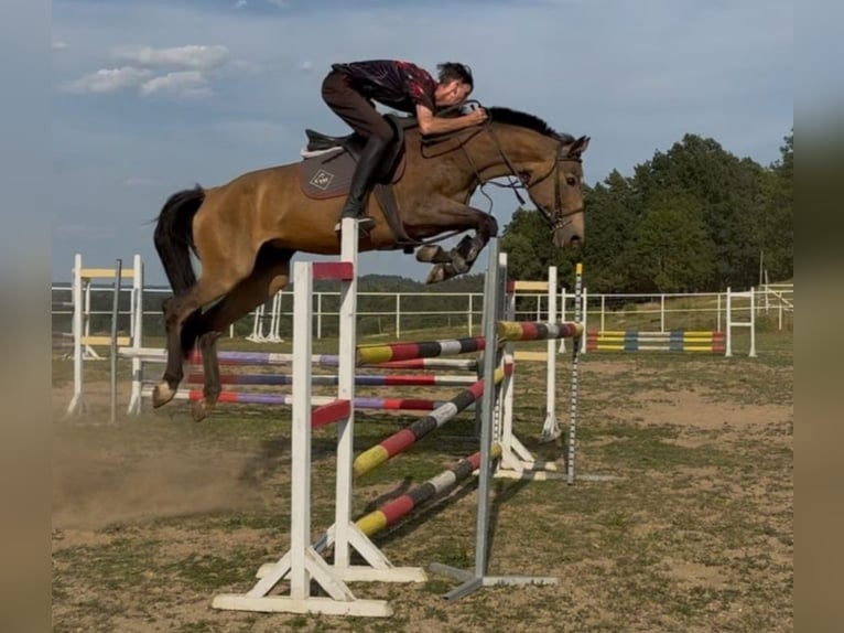 Kinsky Horse Mare 6 years 16,1 hh Palomino in Sedl&#x10D;any