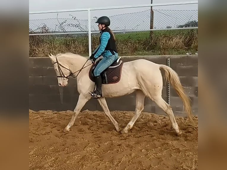 Kinsky Horse Mare 6 years 16,1 hh Palomino in Sedl&#x10D;any