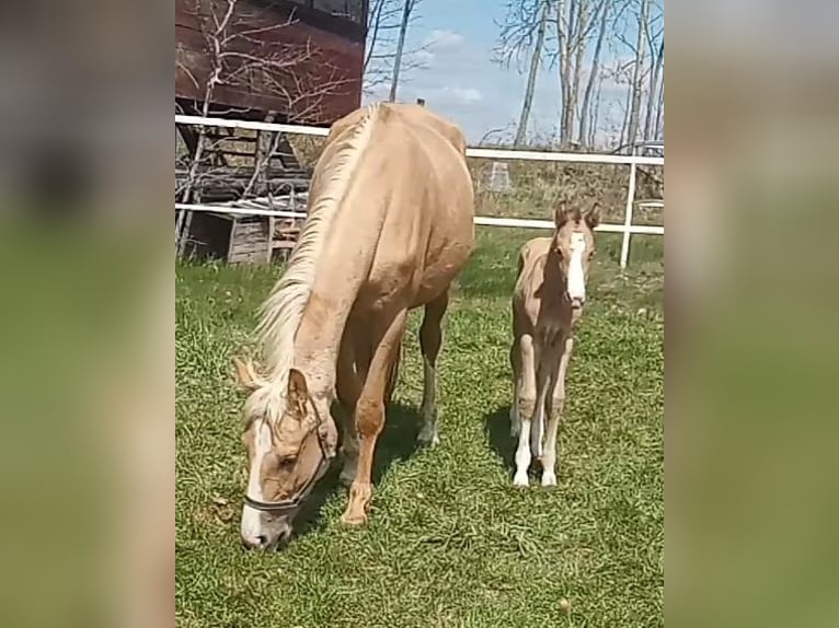 Kinsky Horse Mare 6 years 16,1 hh Palomino in Sedl&#x10D;any