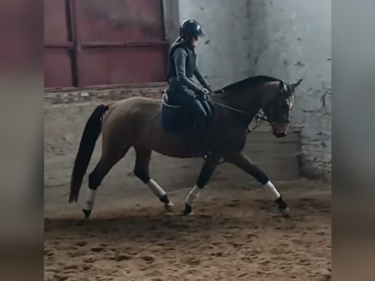 Kinsky Horse Mare 6 years 16,1 hh Palomino in Sedl&#x10D;any